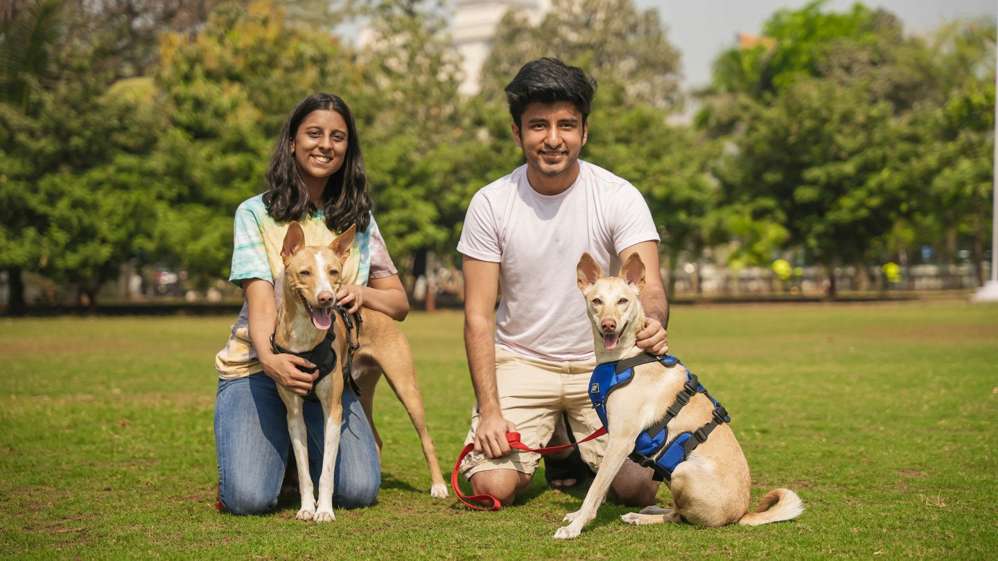Dogs wearing Zoof Escape Proof Harness