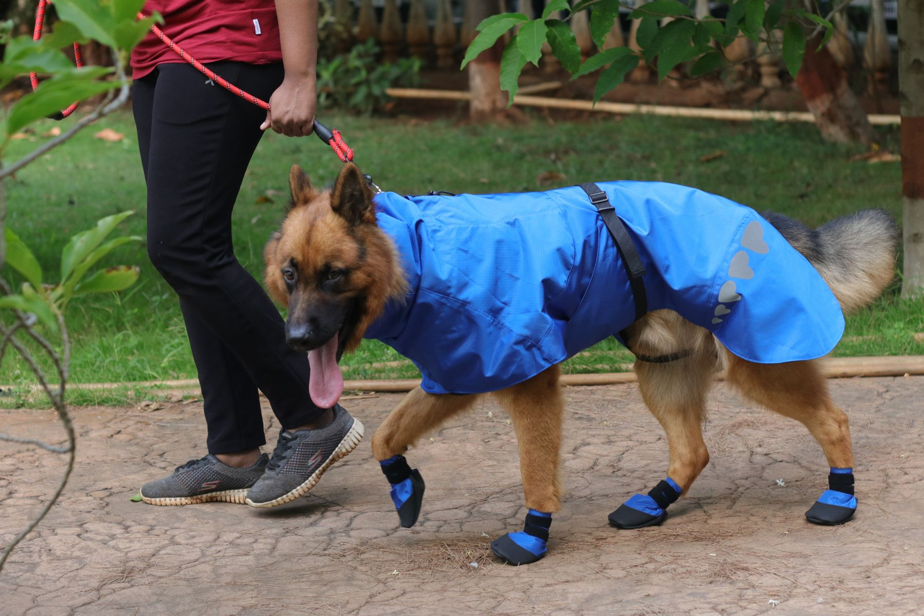 German shepherd raincoat an shoes