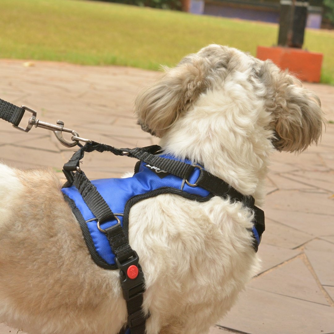 Zoof Comfort Fit Dog Harness