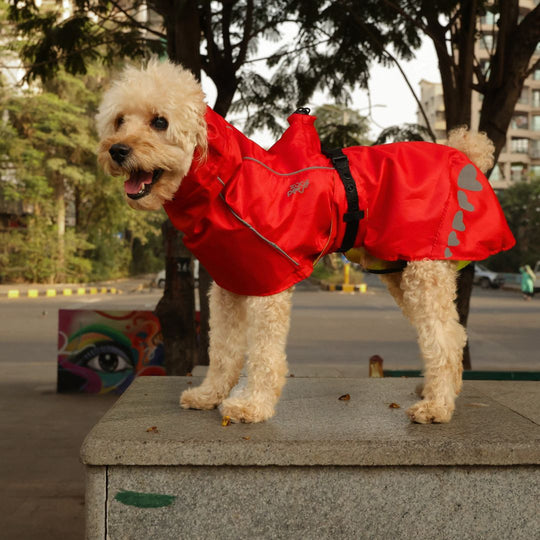 Zoof Dog Reversible Raincoat - Double Trouble
