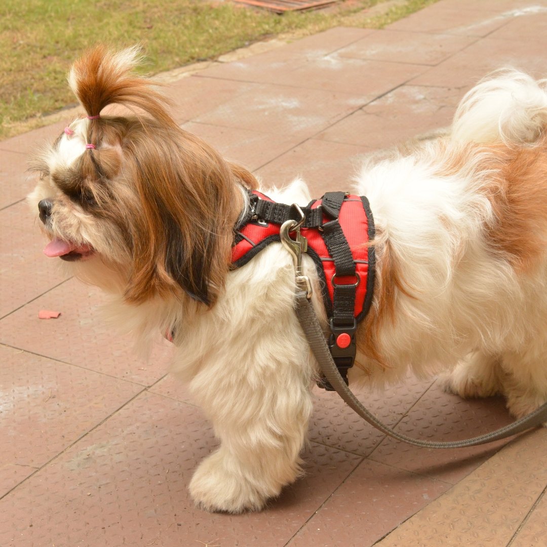 Zoof Comfort Fit Dog Harness