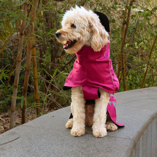 Zoof Dog Raincoat - Nawab Baby