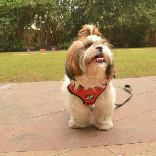Zoof Comfort Fit Dog Harness