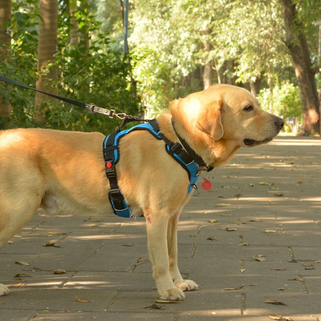 Zoof Comfort Fit Dog Harness
