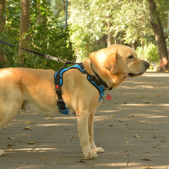 Zoof Comfort Fit Dog Harness