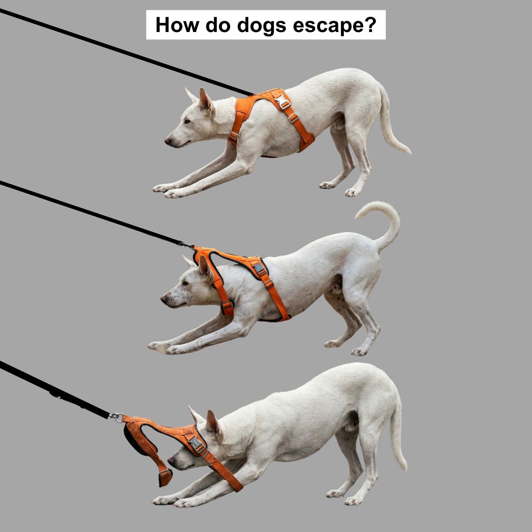 Zoof Escape Proof Dog Harness
