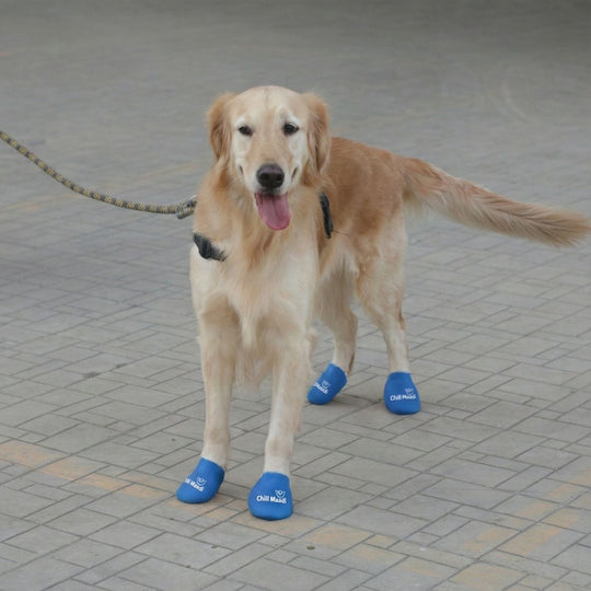 Zoof Boots - Chill Maadi