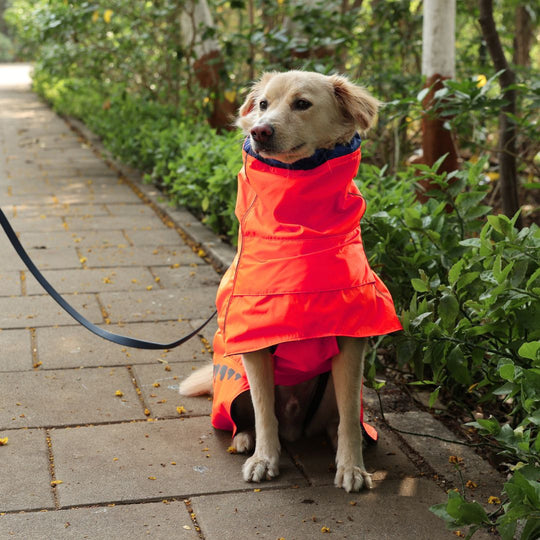 Zoof Dog Reversible Raincoat - Firecracker