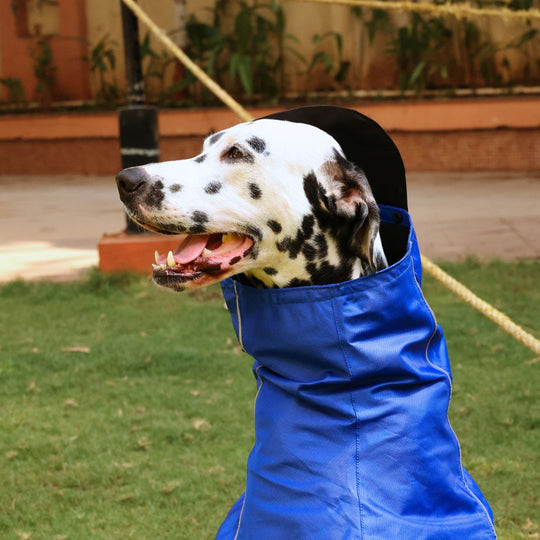 Zoof Dog Raincoat - Toofan Express