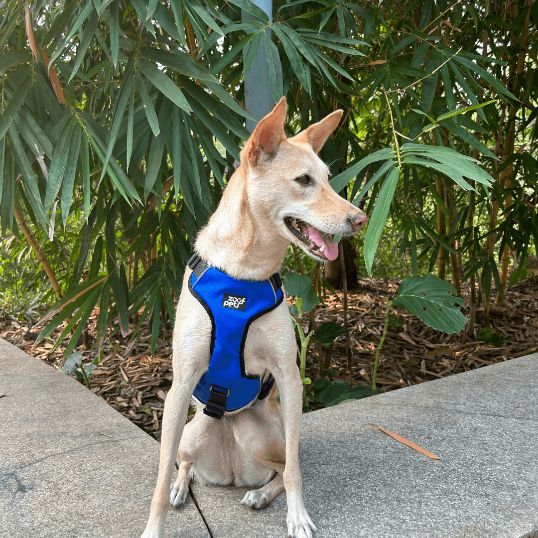 Best no top escape dog harness