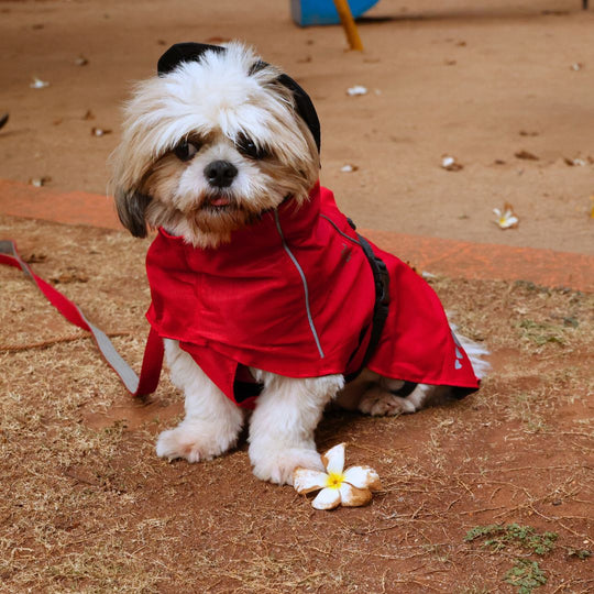 Zoof Dog Raincoat - Red Rascal