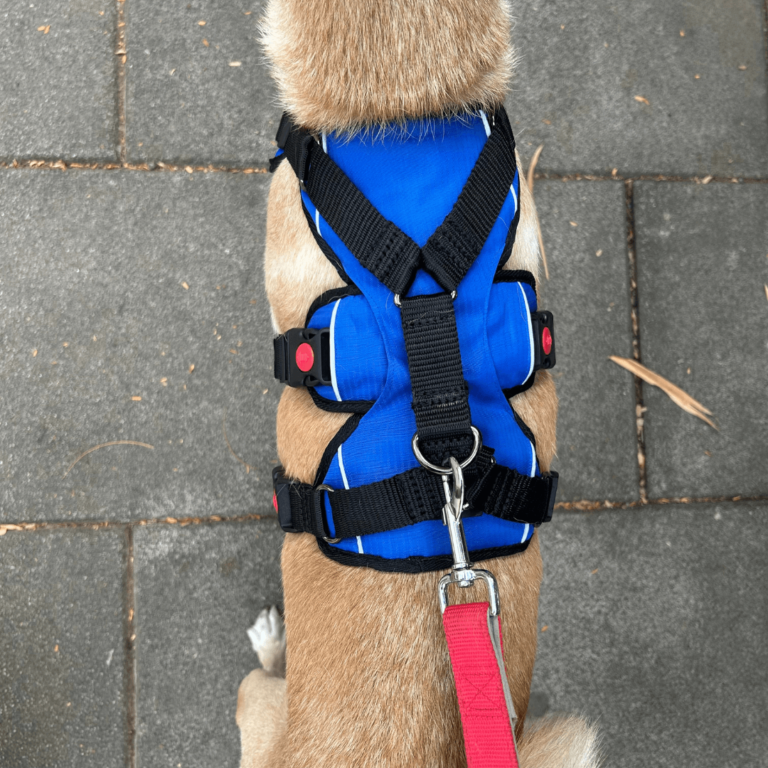 Zoof Escape Proof Dog Harness