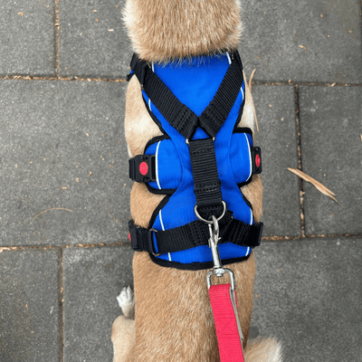 Zoof Escape Proof Dog Harness