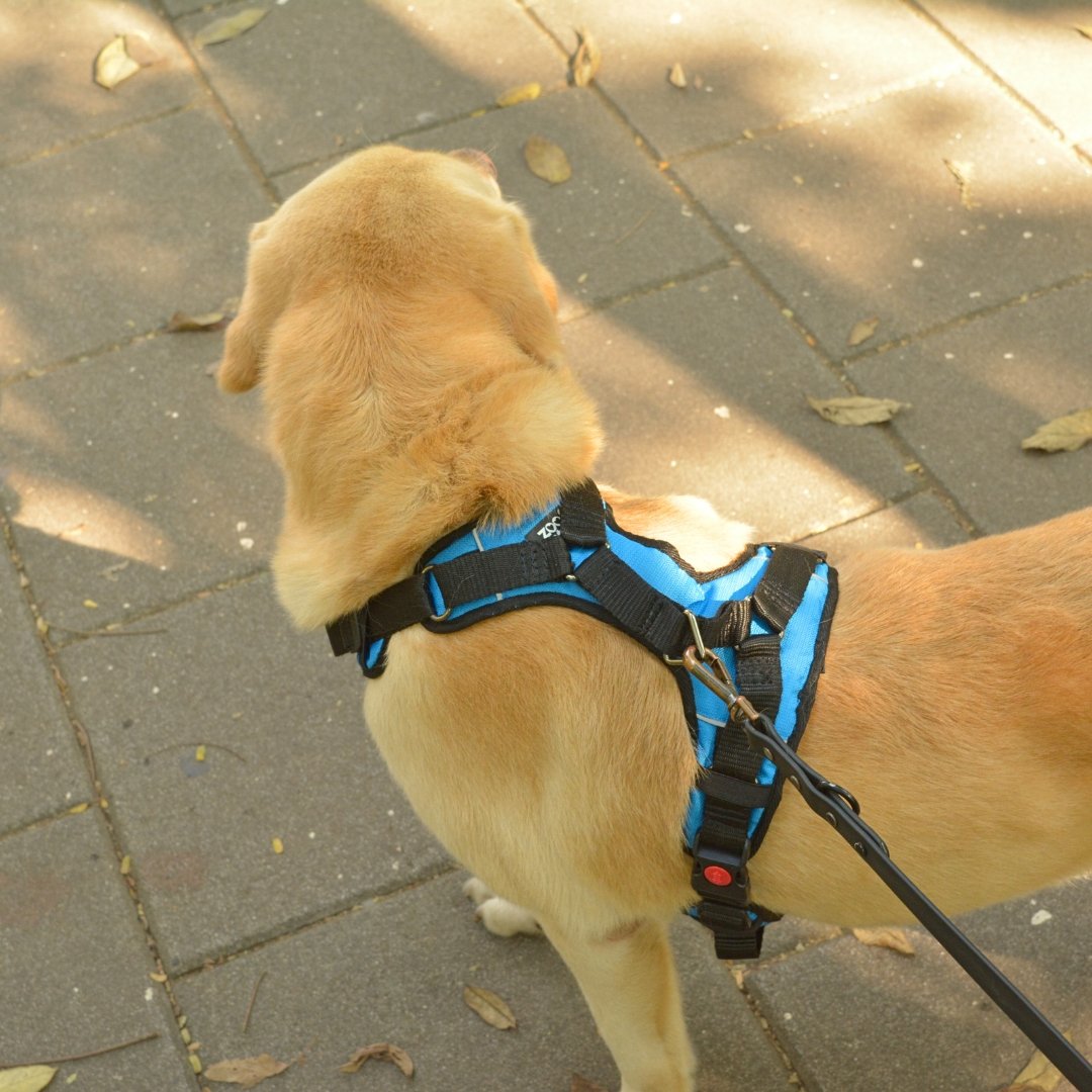 Zoof Comfort Fit Dog Harness