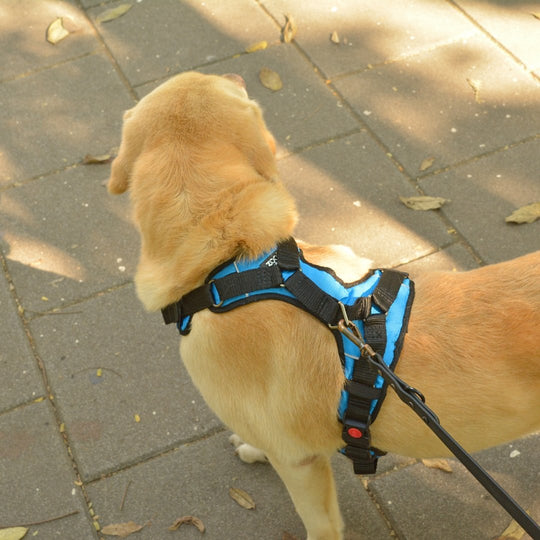 Zoof Comfort Fit Dog Harness