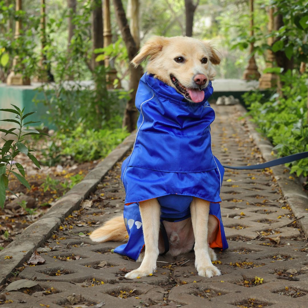 Zoof Dog Reversible Raincoat - Firecracker