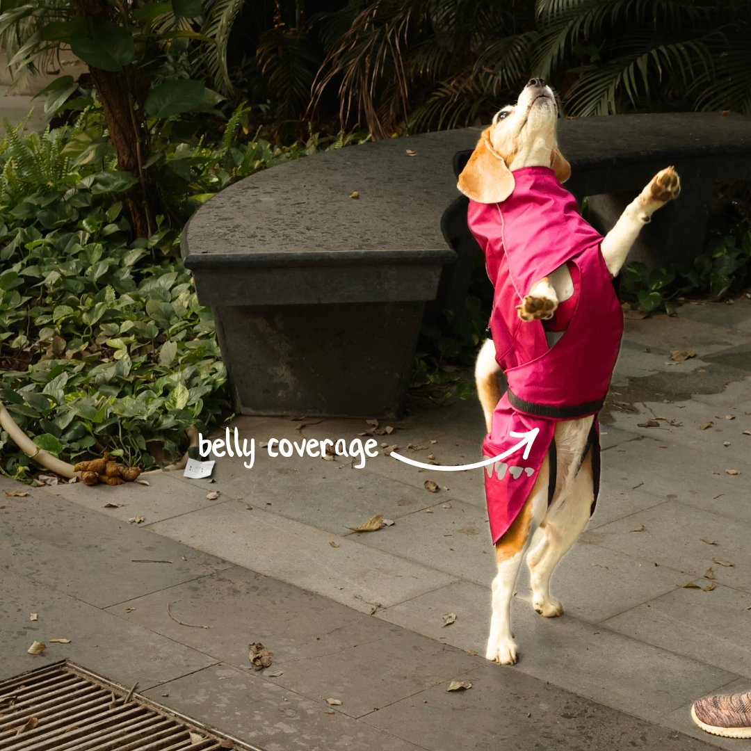 Zoof Dog Raincoat - Nawab Baby