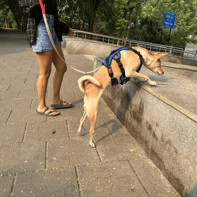 Zoof Escape Proof Dog Harness