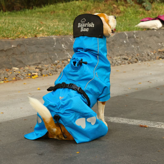 Zoof Dog Raincoat - Baarish Bae