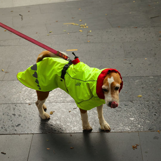 Zoof Dog Reversible Raincoat - Double Trouble