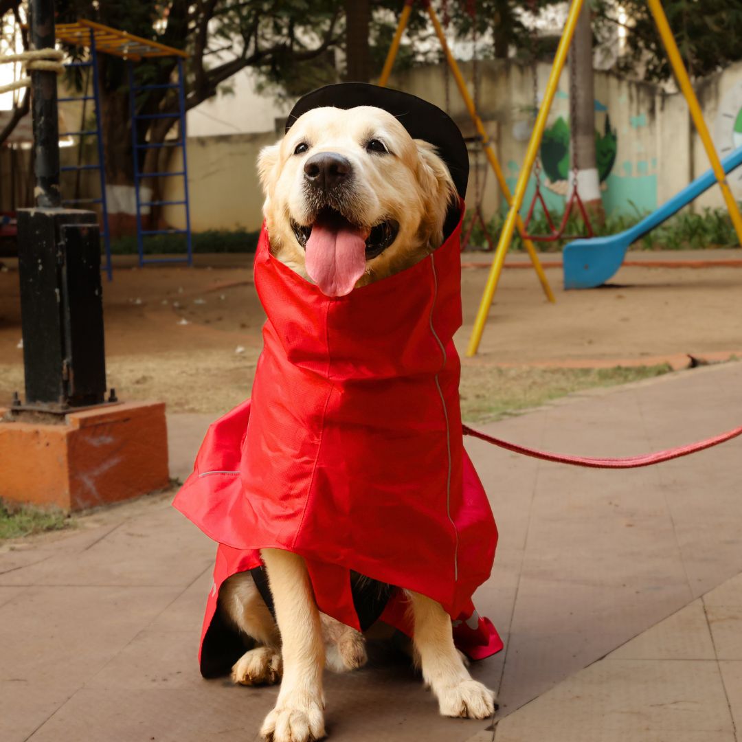 Zoof Dog Raincoat - Red Rascal