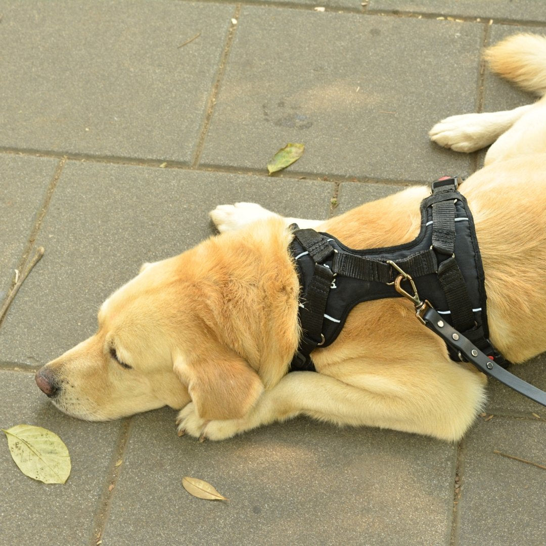 Zoof Comfort Fit Dog Harness
