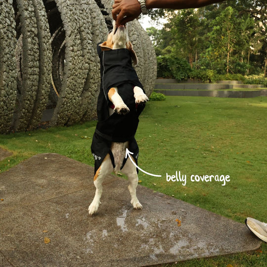 Zoof Dog Raincoat - Lil Monster