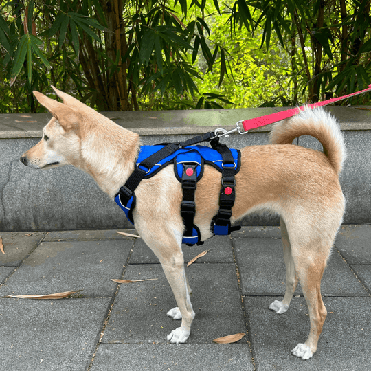Blue Escape proof harness