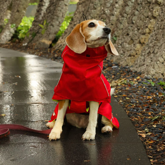 Zoof Dog Reversible Raincoat - Double Trouble