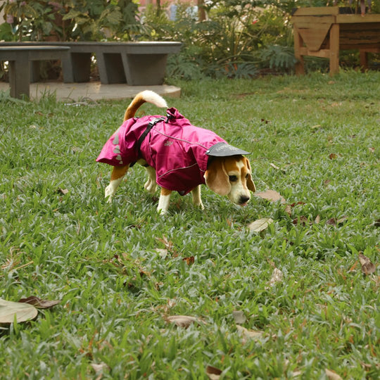 Zoof Dog Raincoat - Nawab Baby