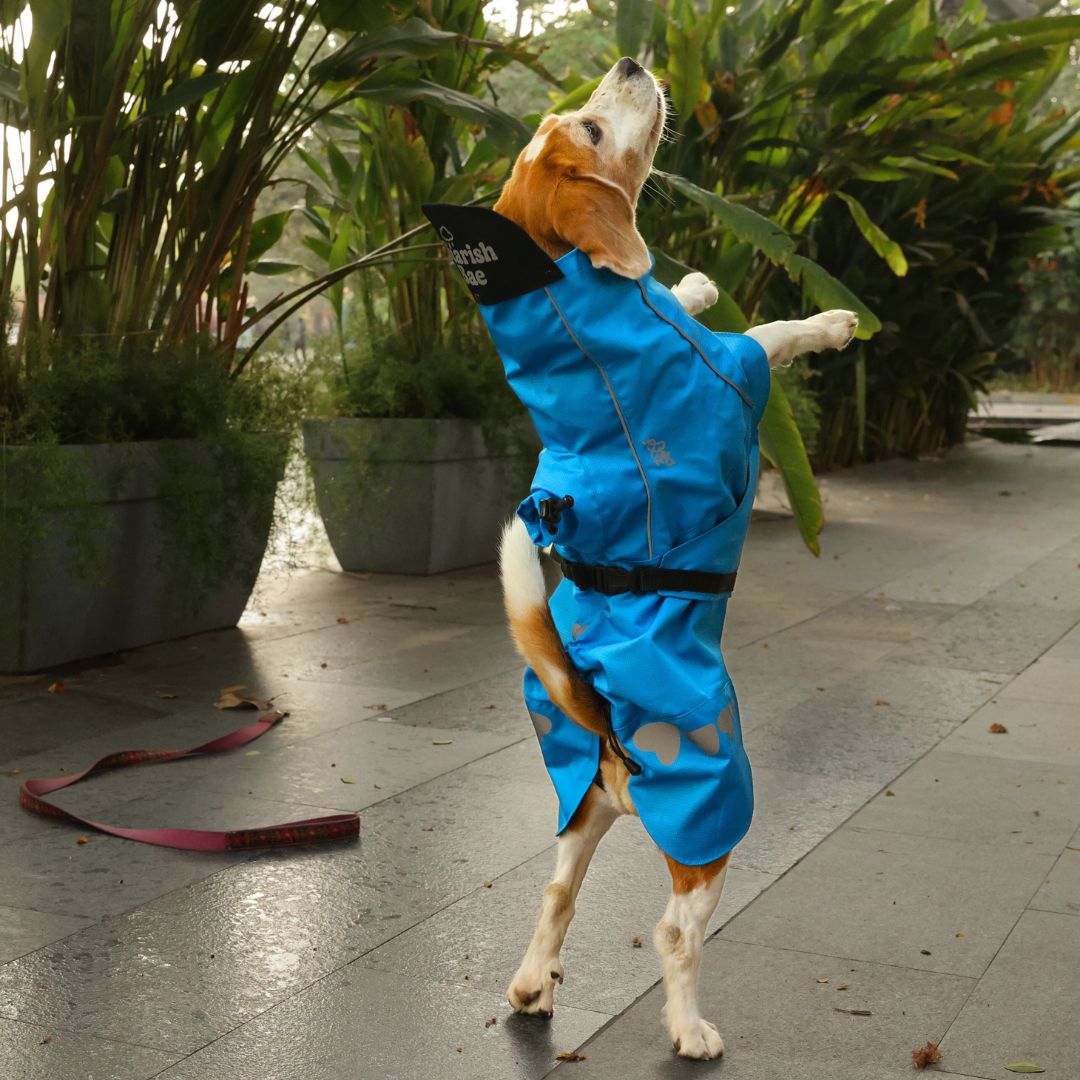 Zoof Dog Raincoat - Baarish Bae