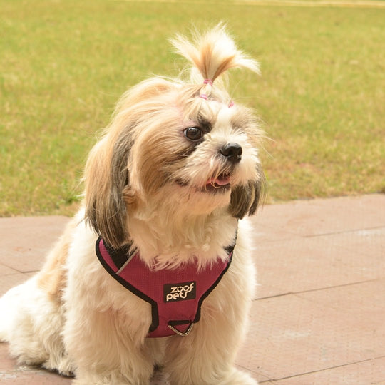 Zoof Comfort Fit Dog Harness