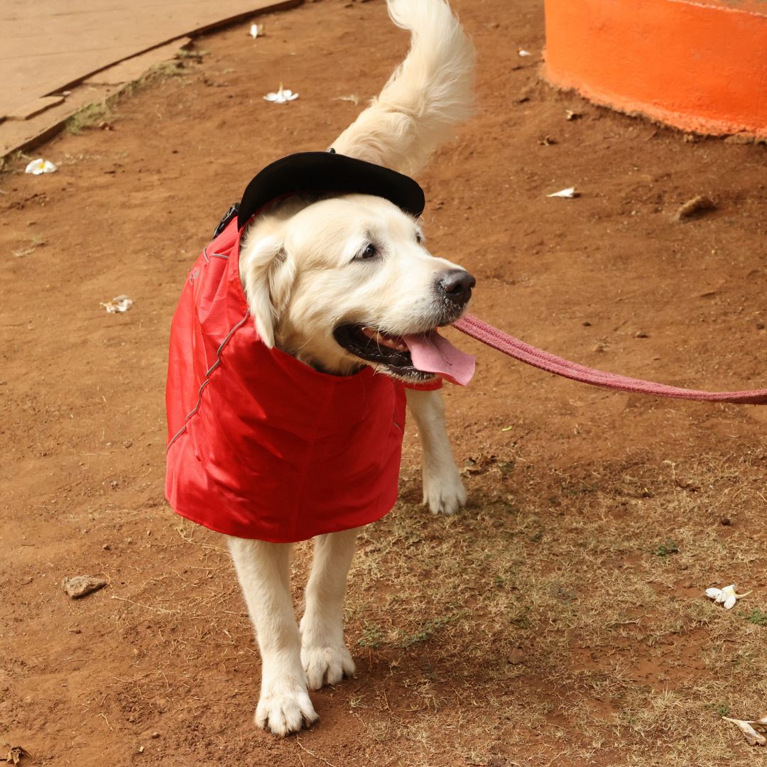 Zoof Dog Raincoat - Red Rascal