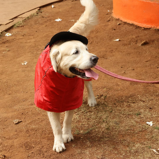 Zoof Dog Raincoat - Red Rascal