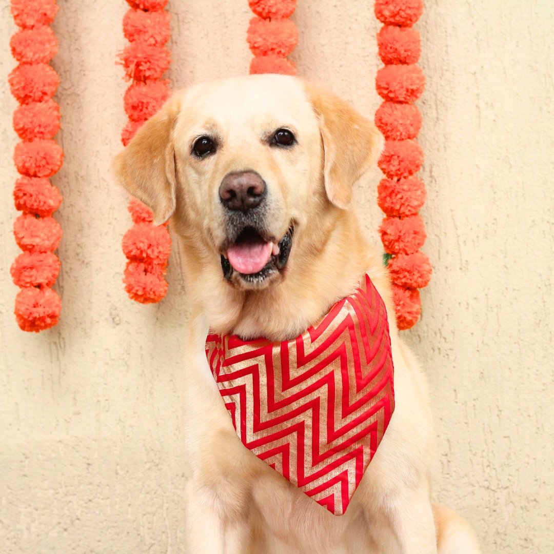 red dog bandana