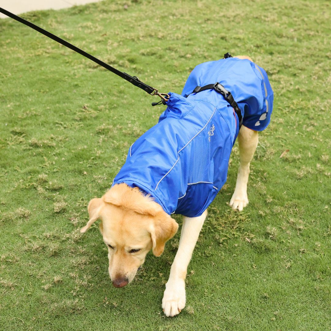 Zoof Dog Reversible Raincoat - Firecracker