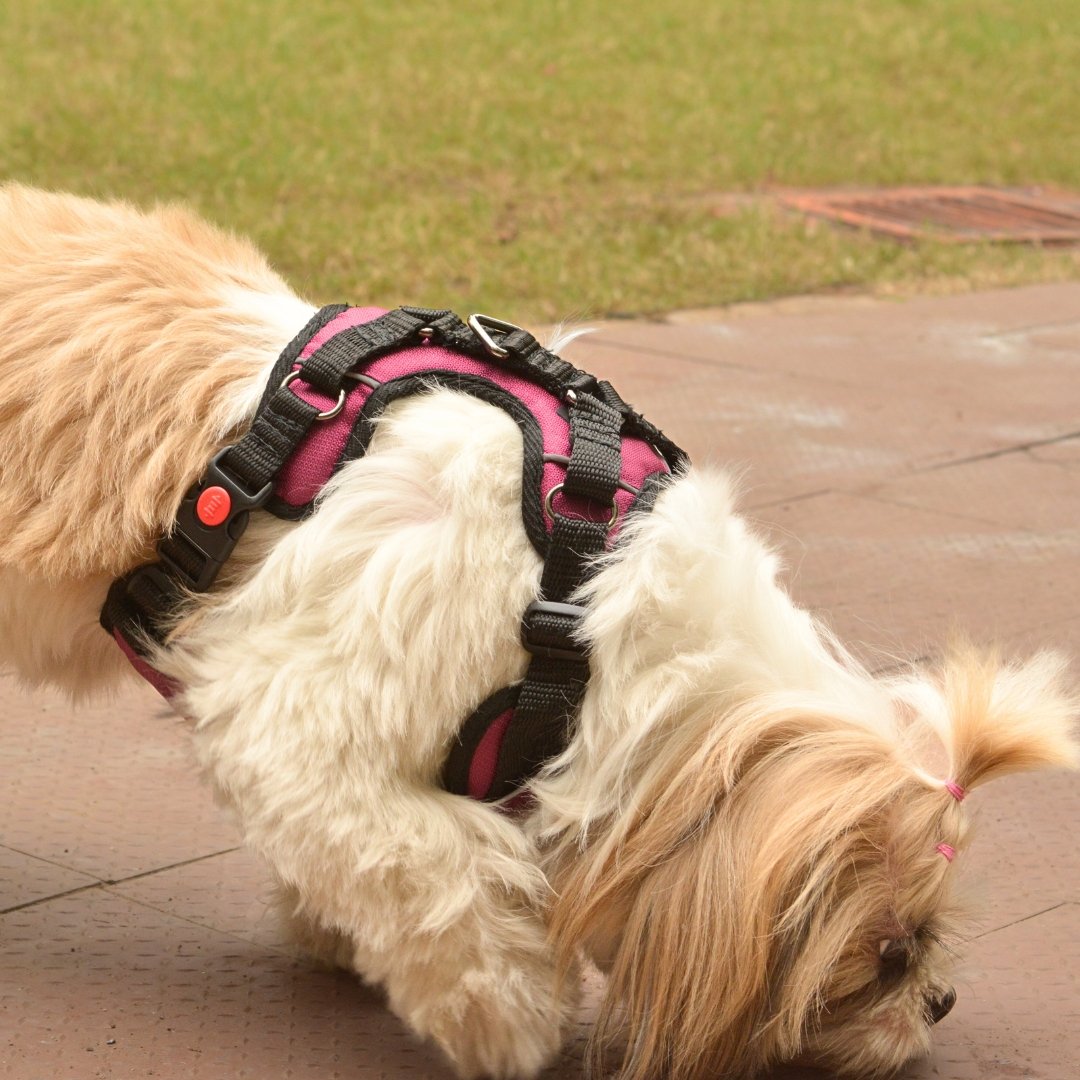 Zoof Comfort Fit Dog Harness