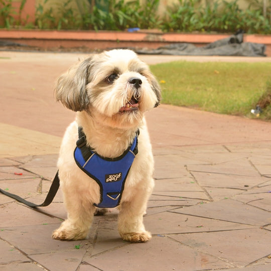 Zoof Comfort Fit Dog Harness