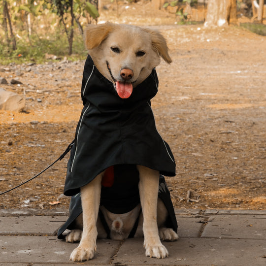 Zoof Dog Raincoat