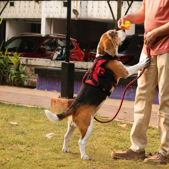 Zoof Escape Proof Dog Harness