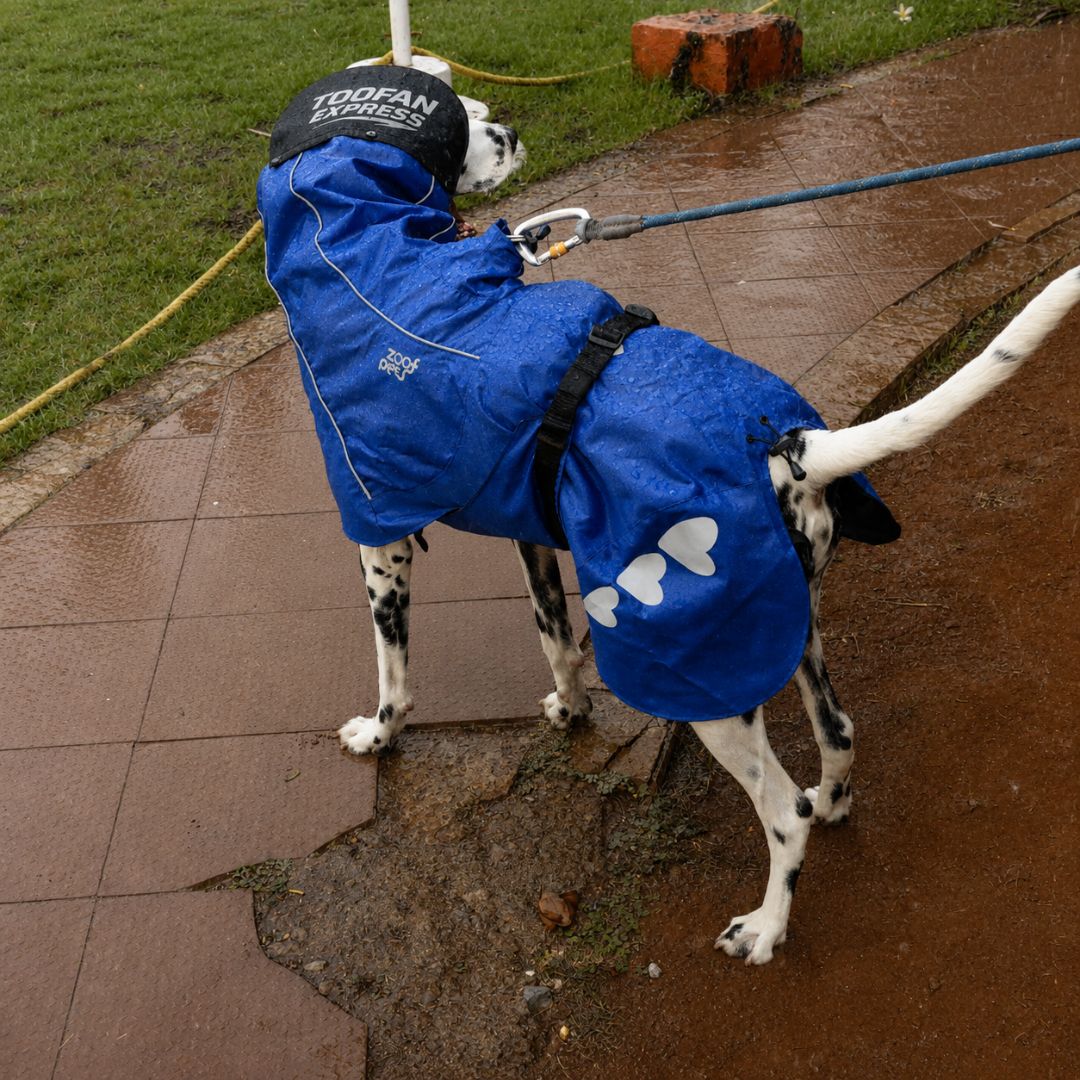 Zoof Dog Raincoat - Toofan Express