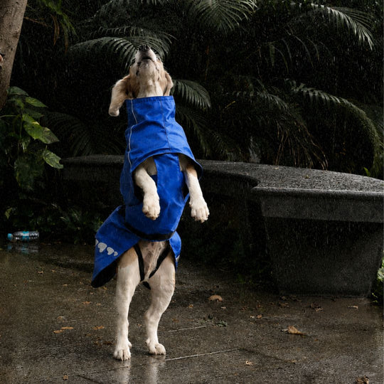 Zoof Dog Raincoat - Toofan Express