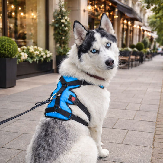 Zoof Escape Proof Dog Harness