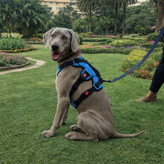 Zoof Escape Proof Dog Harness