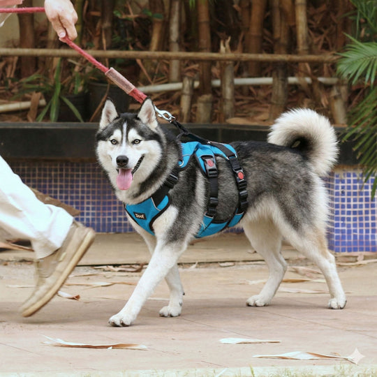 Zoof Escape Proof Dog Harness