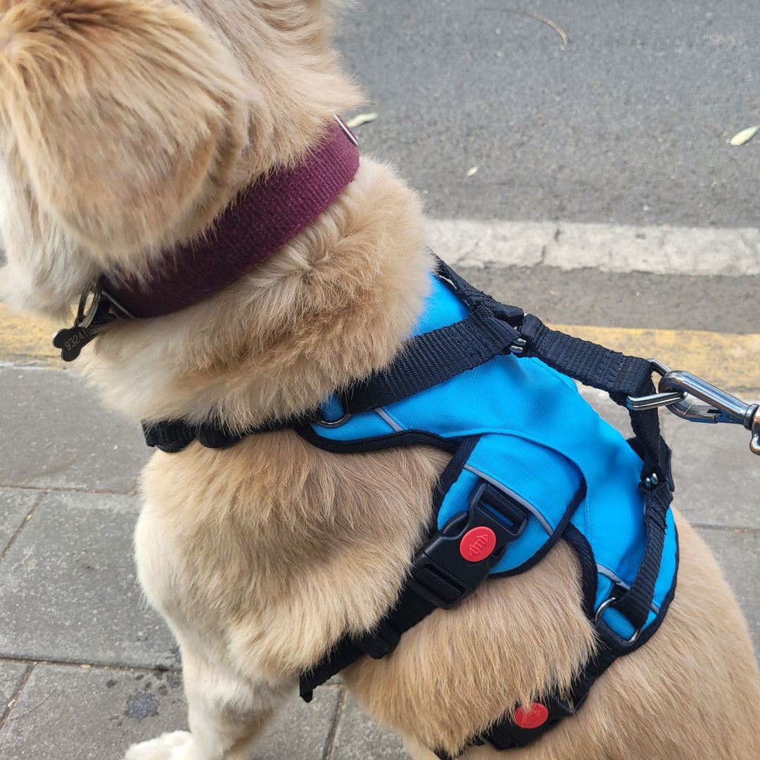 Zoof Escape Proof Dog Harness