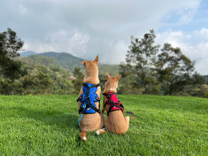 Indoor and Outdoor Dog Shoes Zoof Pets