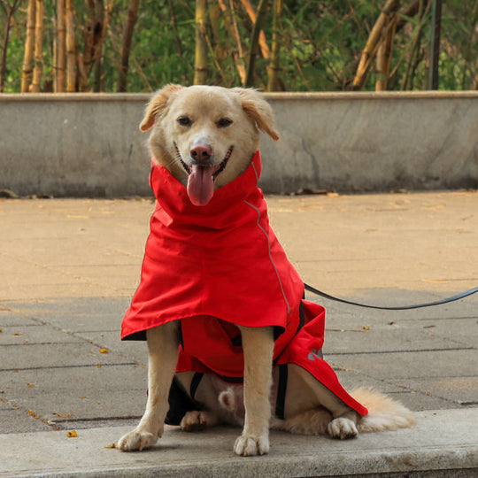 Zoof Dog Raincoat