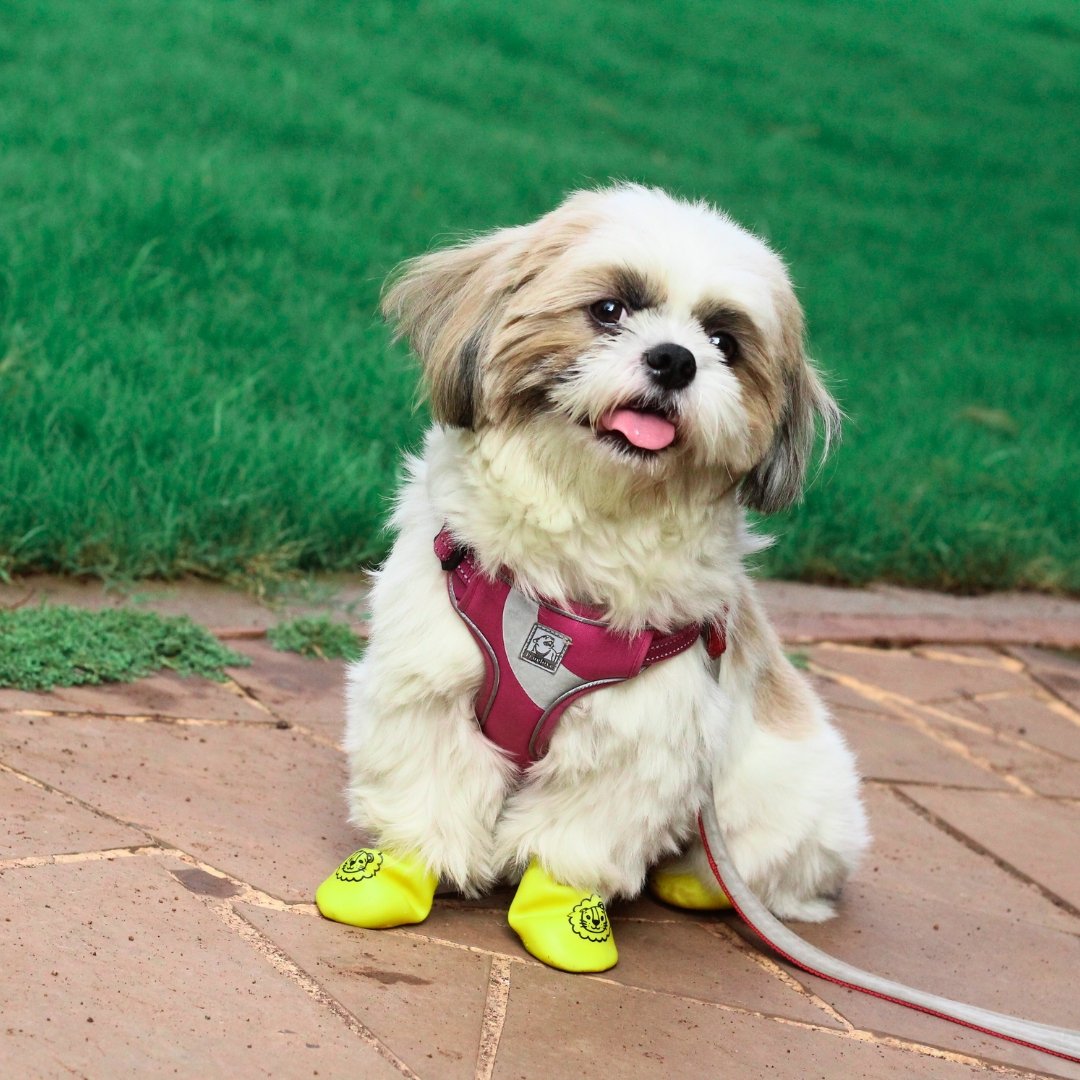 Boots for shih tzu dogs hotsell