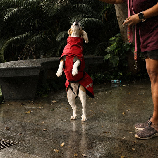 Zoof Dog Raincoat - Red Rascal